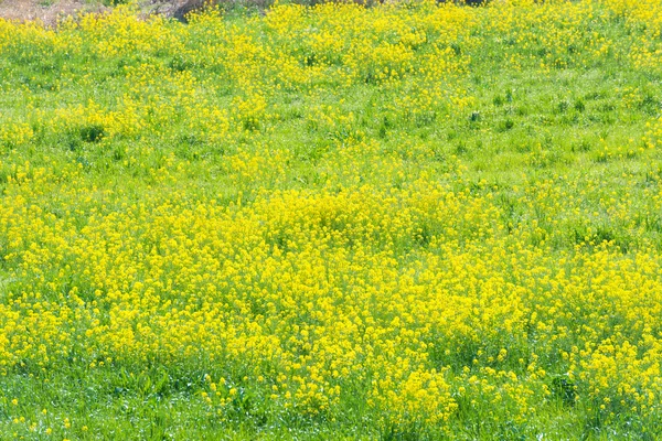 Colza prati sono in fiore — Foto Stock