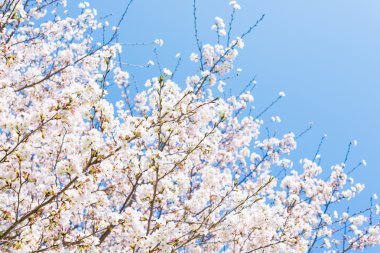 Kiraz çiçekleri ve mavi gökyüzü