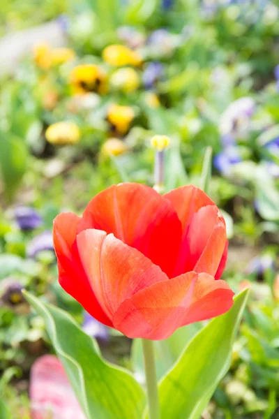 Blomma av Röda tulpaner — Stockfoto