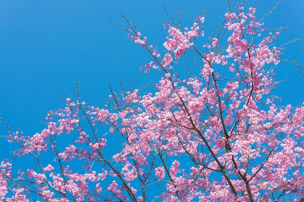 Kersenbloesems en blauwe lucht — Stockfoto