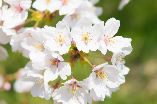 Flores de cerezo —  Fotos de Stock