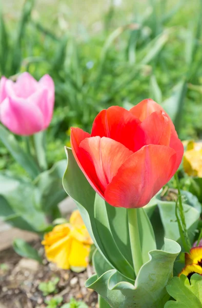 Kwiat czerwony tulipan — Zdjęcie stockowe
