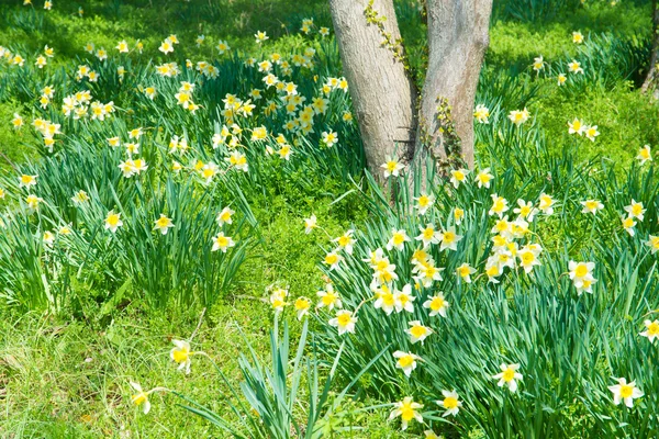 Blommor av narcissus mycket — Stockfoto