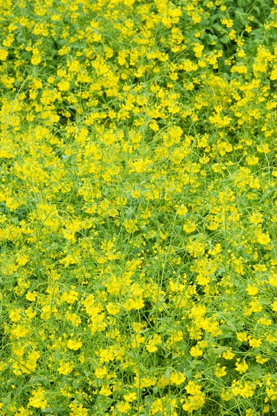 Rape flowers in full bloom — Stock Photo, Image