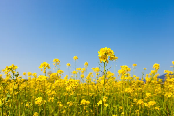 Fleurs de viol et ciel bleu — Photo