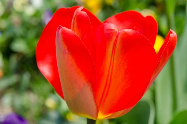 Bloem voor rode tulip — Stockfoto