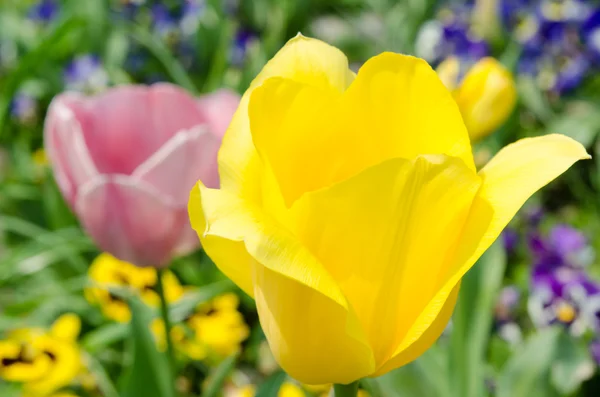 Flower of yellow tulip — Stock Photo, Image