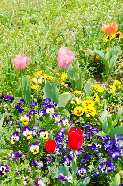 Blüten von Stiefmütterchen und Tulpen — Stockfoto