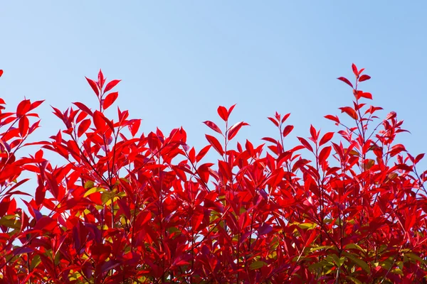 Ciel bleu et haie de feuilles rouges — Photo