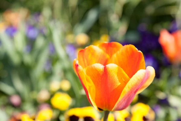 Fiore di tulipano arancione — Foto Stock