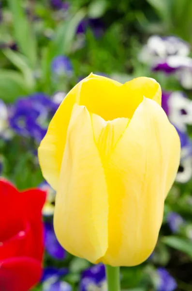 Flor del tulipán amarillo — Foto de Stock