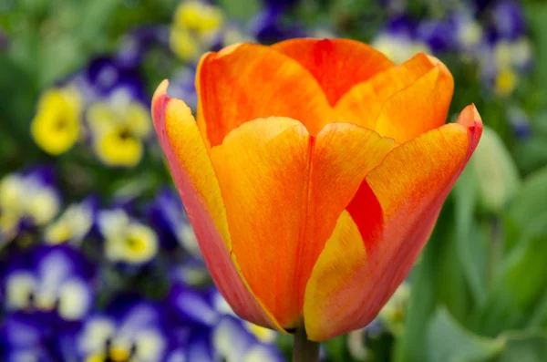 Bloem voor Oranje tulip — Stockfoto