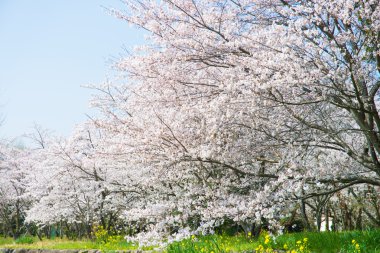 Çiçek açmış kiraz çiçekleri.