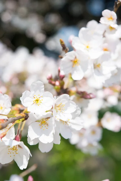 Fiori di ciliegio in piena fioritura — Foto Stock