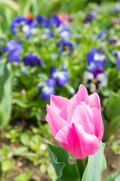 Květina růžová Tulipán — Stock fotografie