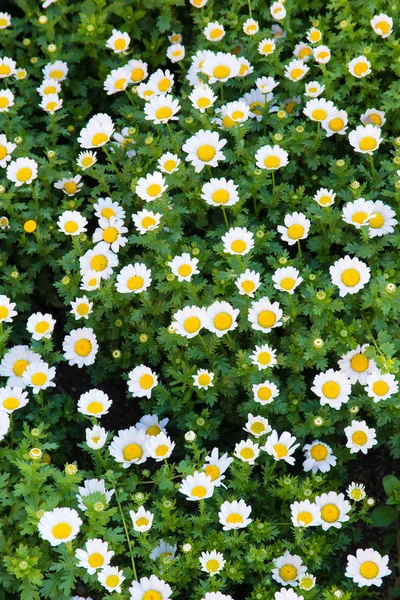 Blüten der Gänseblümchen — Stockfoto