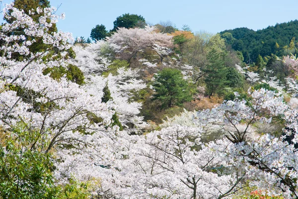 Kirschblüten in voller Blüte — Stockfoto