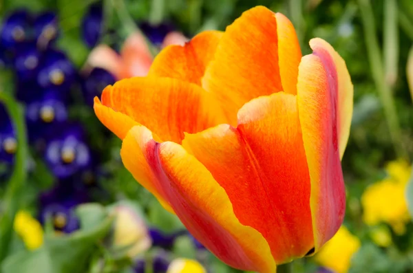 Fleur de tulipe orange — Photo