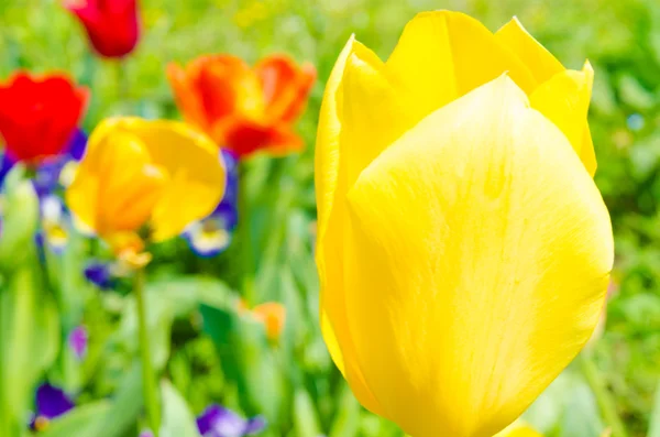 Fleur de tulipe jaune — Photo