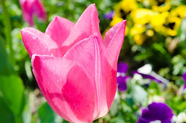 粉红色的郁金香之花 — 图库照片