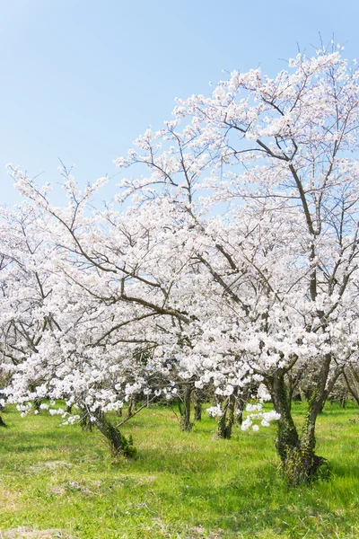 Kirschblüten in voller Blüte — Stockfoto