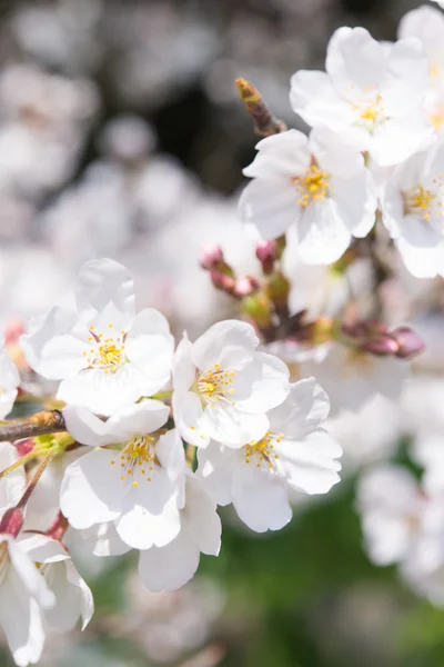 Körsbärsblommor i full blom — Stockfoto