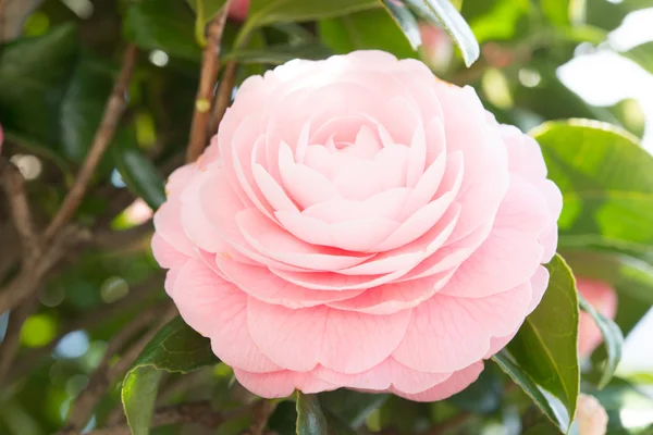 Flor da camélia de flor dupla — Fotografia de Stock