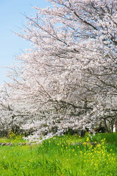 Flores de cerezo en plena floración — Foto de Stock