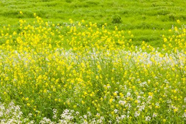mooli ve tecavüz çiçekler
