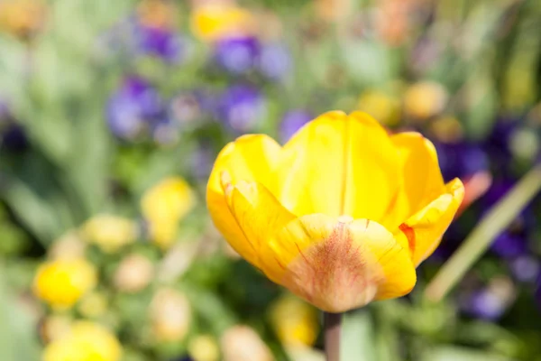 Blomma av gula tulpaner — Stockfoto