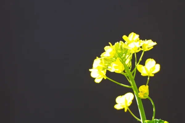 Fleurs de colza au printemps — Photo