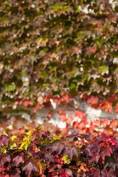 Blätter von Efeu, der rote Herbstblätter hat — Stockfoto