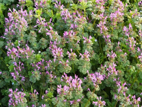 Kwiaty henbit — Zdjęcie stockowe