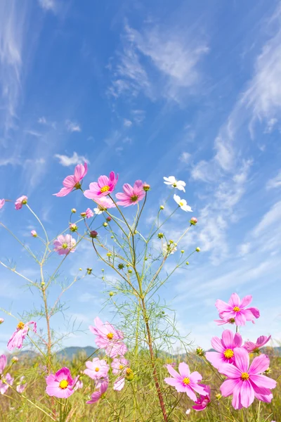 波斯菊花卉和天空 — 图库照片