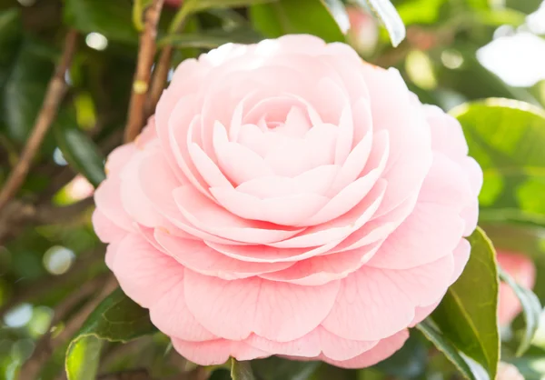 Blomma av dubbel-blommiga camellia — Stockfoto