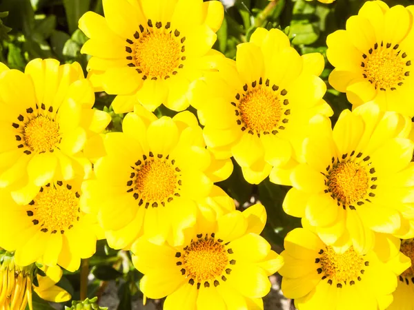 Gele bloemen in het voorjaar — Stockfoto