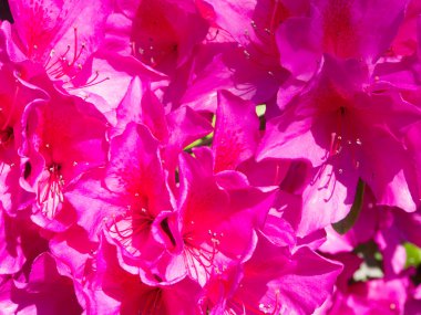 açelya pembe çiçekler