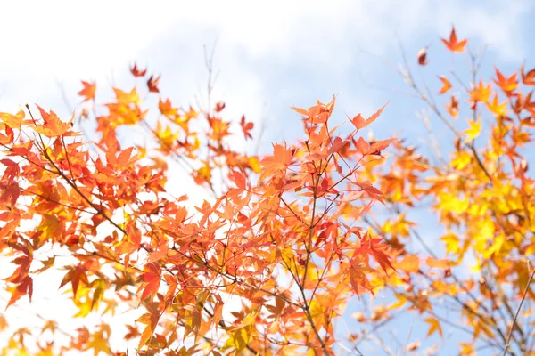 Кленовые цветные листья осенью — стоковое фото