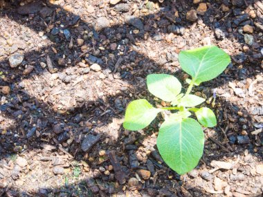 молодий розсади картопля