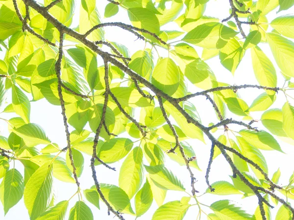 Mladé listy jsou zářící ve slunečním světle — Stock fotografie
