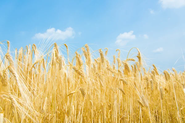成熟的大麦的耳朵 — 图库照片