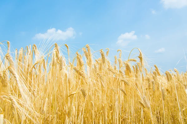 Spighe di orzo maturo — Foto Stock