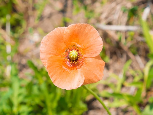 Perto de uma flor de papoula — Fotografia de Stock