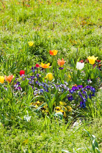 パンジーやチューリップの花 — ストック写真