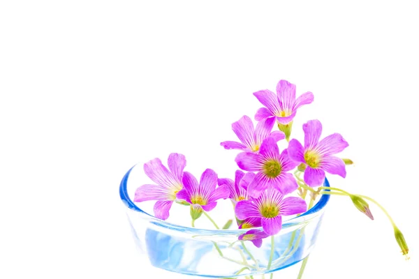カップに配置されたゼラニウムの花 — ストック写真