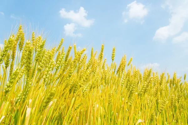 Cielo azzurro e spighe di grano — Foto Stock