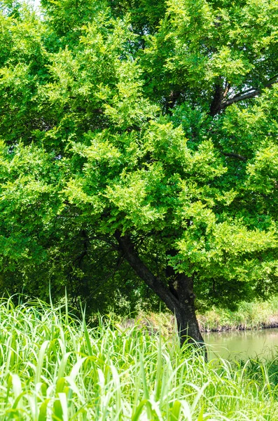 Baum üppige Blätter im Sommer — Stockfoto