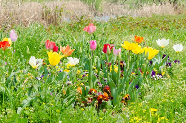 Квіти тюльпанів цвітуть в траві — стокове фото