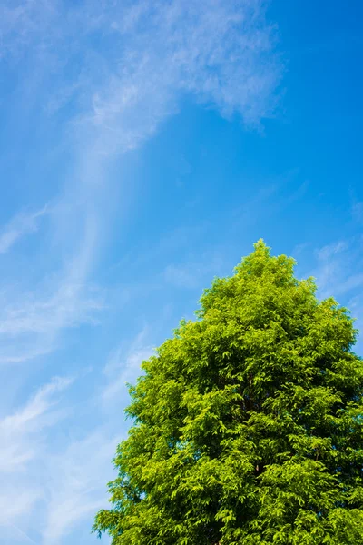 Голубое небо и дерево Metasequoia — стоковое фото