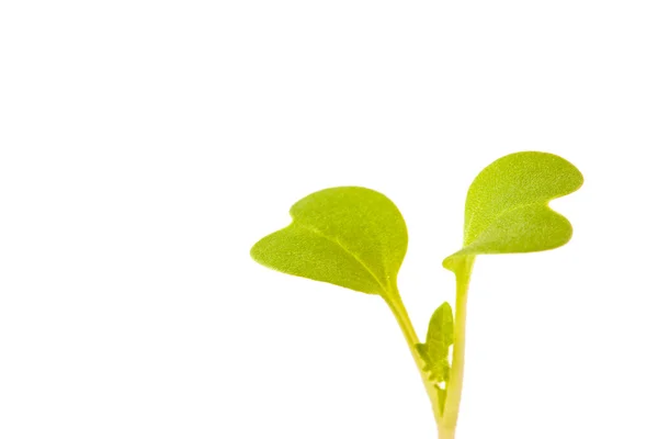 Young leaves just germinated — Stock Photo, Image